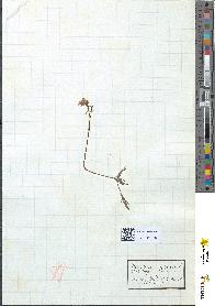 spécimen de Utricularia vulgaris