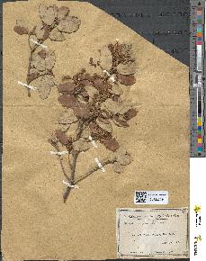 spécimen de Quercus ilex