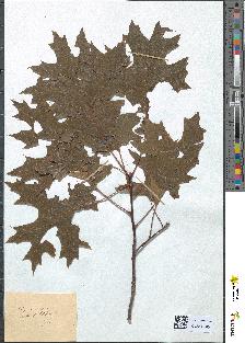 spécimen de Quercus rubra