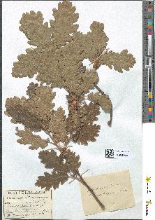 spécimen de Quercus pubescens
