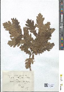 spécimen de Quercus pubescens