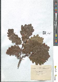 spécimen de Quercus sessiliflora