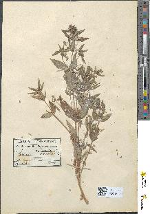 spécimen de Mercurialis annua