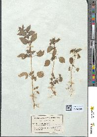 spécimen de Mercurialis annua