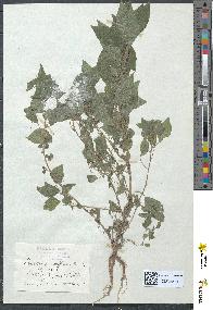 spécimen de Parietaria diffusa