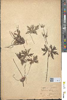 spécimen de Geranium sanguineum