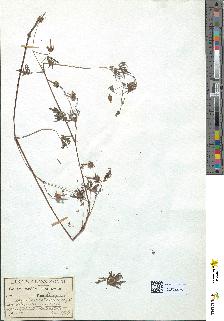 spécimen de Geranium columbinum