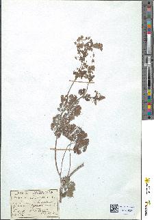spécimen de Geranium pyrenaicum