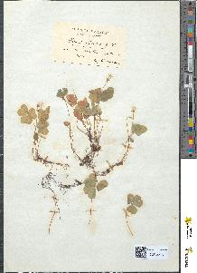 spécimen de Oxalis acetosella