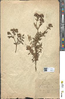 spécimen de Ruta bracteosa