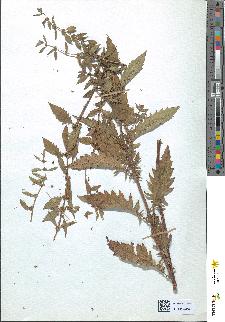 spécimen de Lycopus europaeus