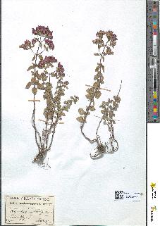 spécimen de Origanum vulgare