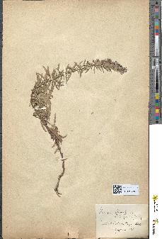 spécimen de Hyssopus officinalis