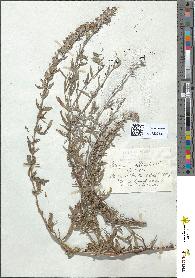spécimen de Hyssopus officinalis