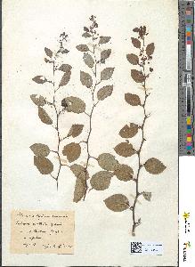 spécimen de Paliurus australis