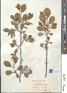 spécimen de Rhamnus frangula