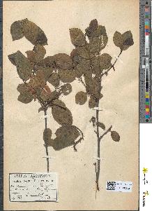 spécimen de Rhamnus frangula