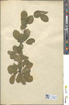 spécimen de Rhamnus cathartica