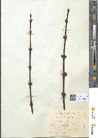 spécimen de Acer rubrum