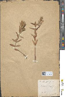 spécimen de Gratiola officinalis