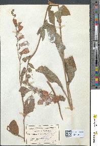 spécimen de Digitalis purpurea
