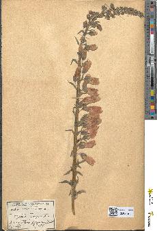 spécimen de Digitalis purpurea