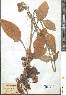 spécimen de Digitalis purpurea