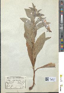 spécimen de Digitalis lutea