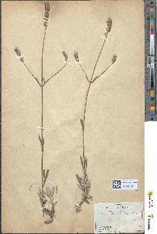 spécimen de Lavandula latifolia