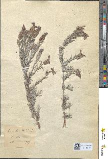spécimen de Lavandula staechas
