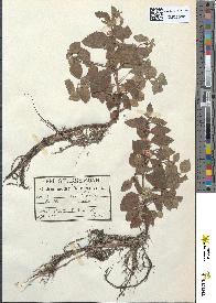 spécimen de Mentha arvensis