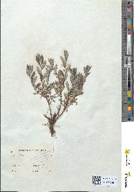 spécimen de Salix repens