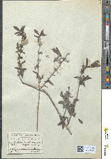 spécimen de Salix purpurea