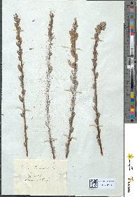 spécimen de Salix viminalis