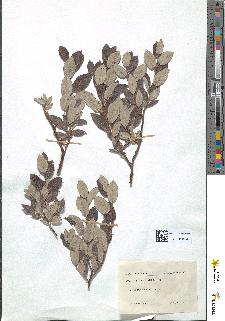 spécimen de Salix lapponum