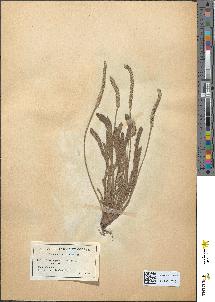 spécimen de Plantago coronopus