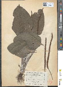spécimen de Plantago major