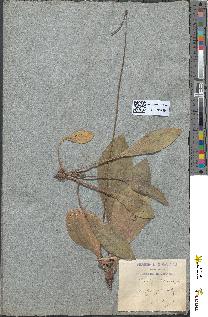 spécimen de Plantago albicans