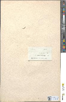 spécimen de Littorella lacustris