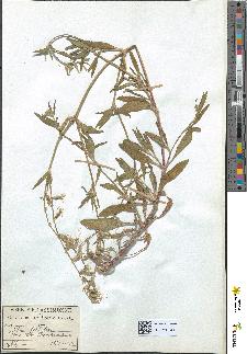 spécimen de Silene dichotoma