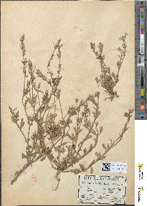 spécimen de Silene gallica