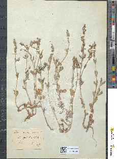 spécimen de Silene quinquevulnera