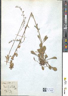 spécimen de Silene otites
