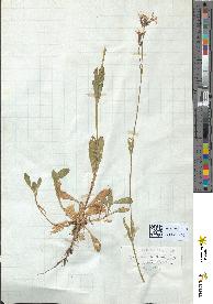 spécimen de Lychnis flos-cuculi