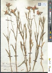 spécimen de Agrostemma githago