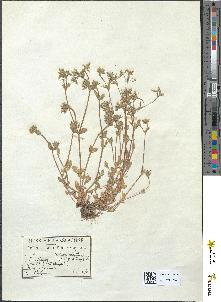 spécimen de Cerastium glomeratum