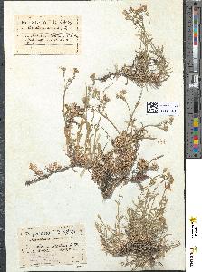 spécimen de Cerastium arvense