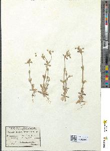 spécimen de Cerastium brachypetalum