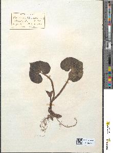 spécimen de Asarum canadense