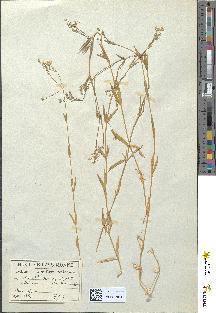 spécimen de Stellaria graminea